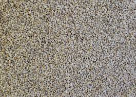 Japanese Millet